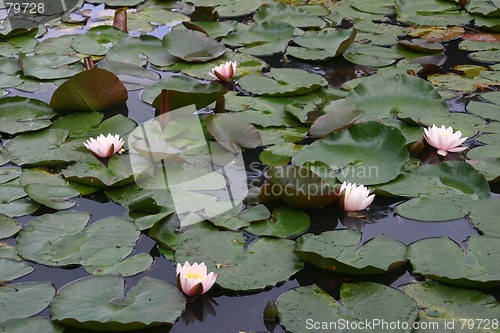 Image of waterlilies