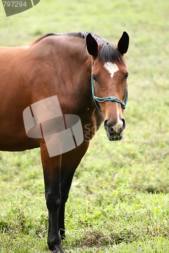 Image of Horse portrait