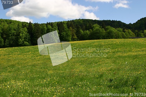 Image of meadow with dandelions