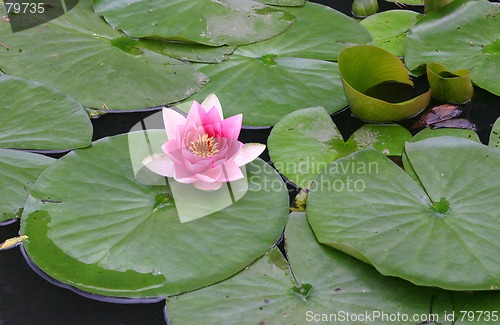 Image of waterlily