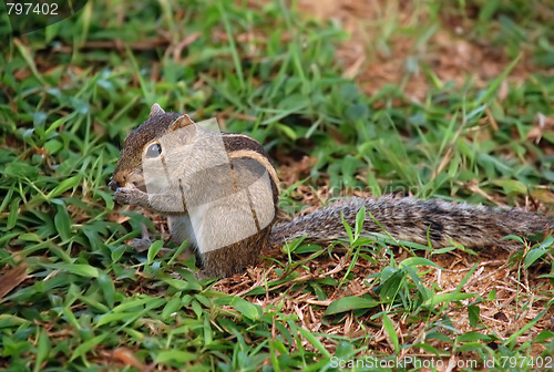 Image of Palm Squirrel