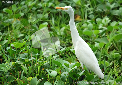 Image of White Egret