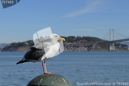 Image of Seagull