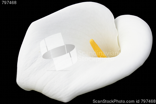 Image of White calla on black backgroun