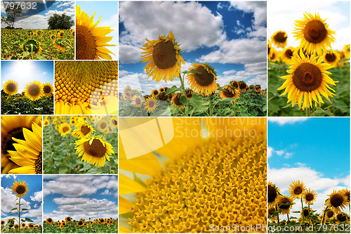 Image of Sunflowers collage