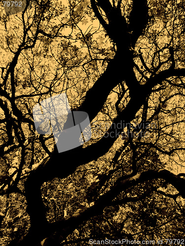 Image of Abstract Tree