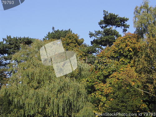 Image of Early Autumn Treetops