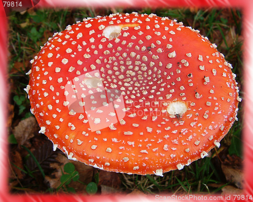 Image of red toadstool