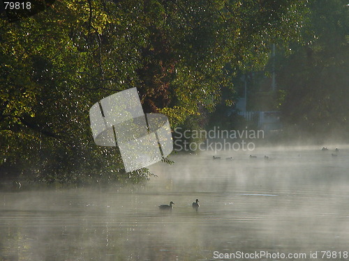 Image of Ducks in the mist