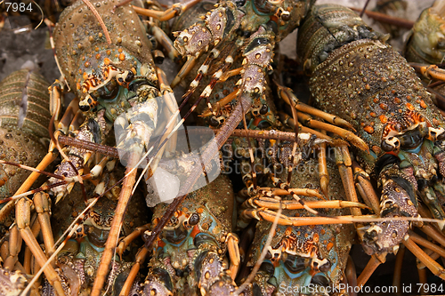 Image of Lobsters