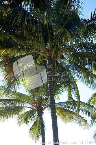 Image of Palm trees on a tropical paradise