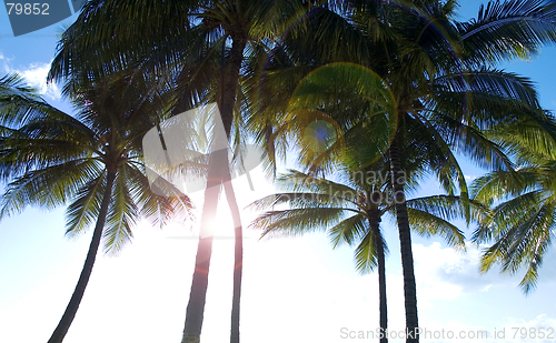 Image of Palm trees on a tropical paradise