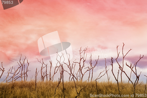 Image of Dry grass