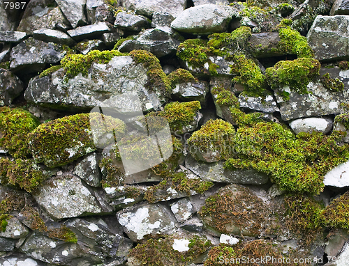 Image of Mossy wall