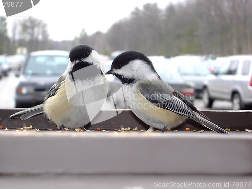 Image of Birds in thr parking