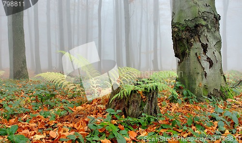 Image of forest in fog