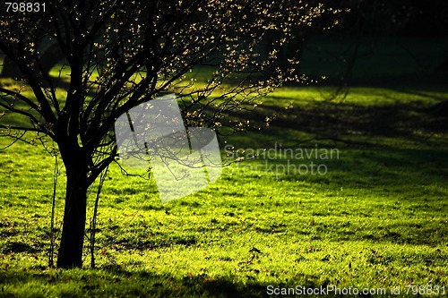 Image of spring tree