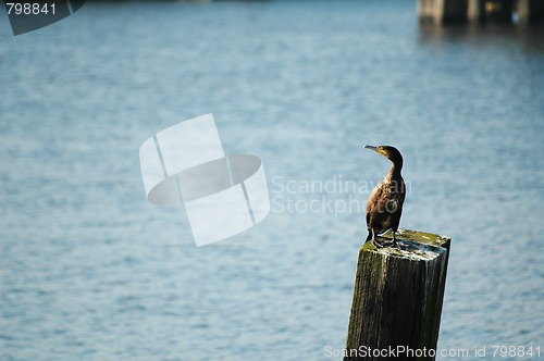 Image of cormorant