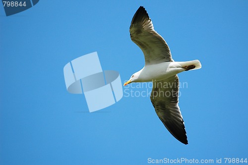 Image of seagull