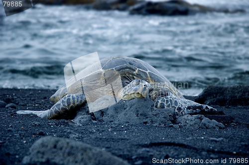 Image of Turtle Resting On The Beach