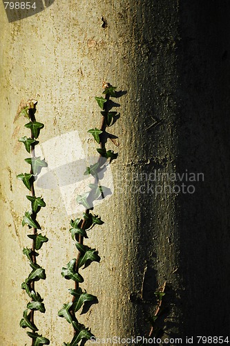Image of tree with plant