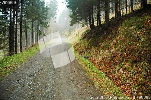 Image of way in forest