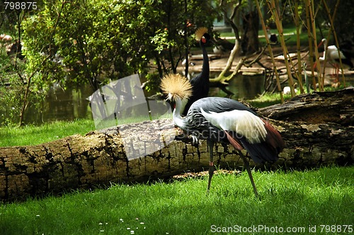 Image of crowned crane