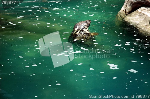 Image of seal in zoo