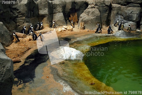 Image of penguin in zoo