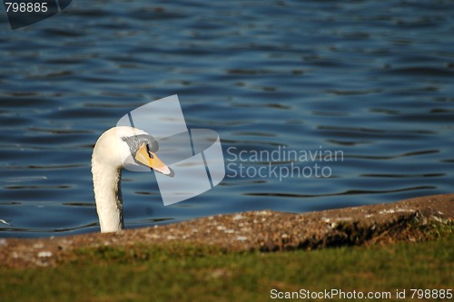 Image of swan
