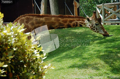 Image of giraffe