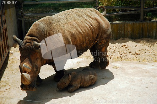 Image of rhino