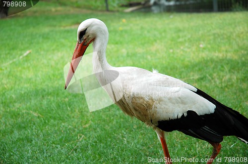 Image of white stork