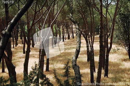 Image of madrid park