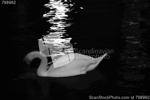 Image of swan in the night