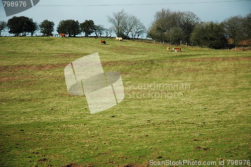 Image of cows