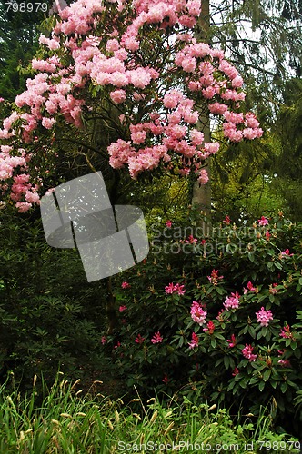 Image of cardiff park