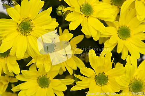 Image of Yellow marguerites