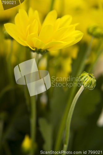 Image of Yellow marguerites