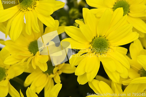 Image of Yellow marguerites