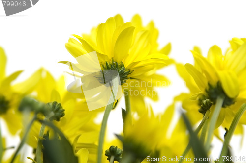 Image of Yellow marguerites