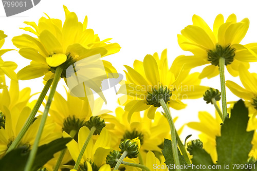 Image of Yellow marguerites