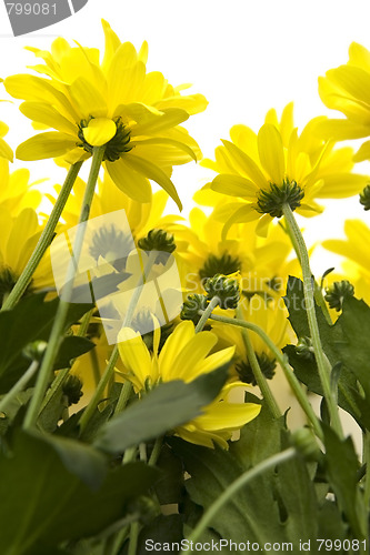 Image of Yellow marguerites