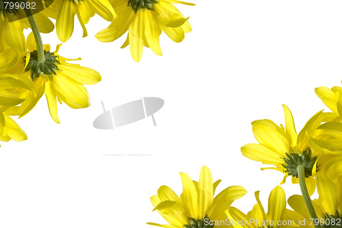 Image of Yellow marguerites