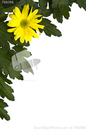 Image of Yellow marguerites