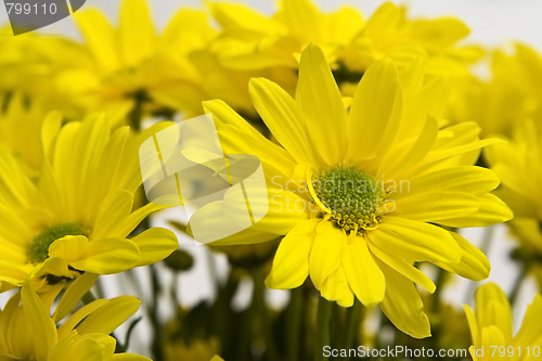 Image of Yellow marguerites