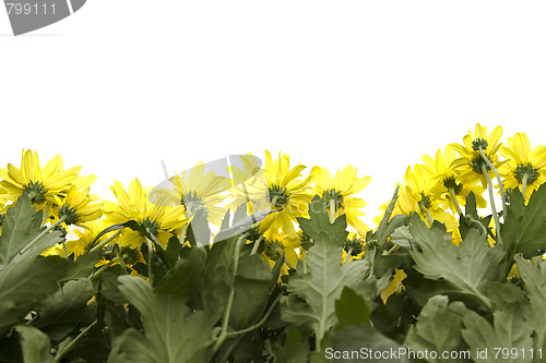 Image of Yellow marguerites