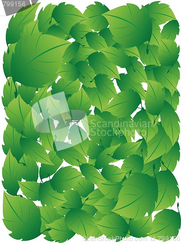 Image of Green leafs