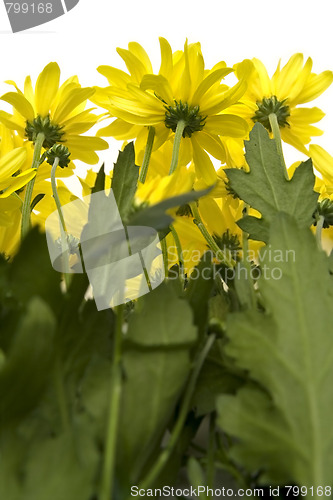 Image of Yellow marguerites