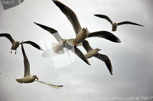 Image of Sea Gulls